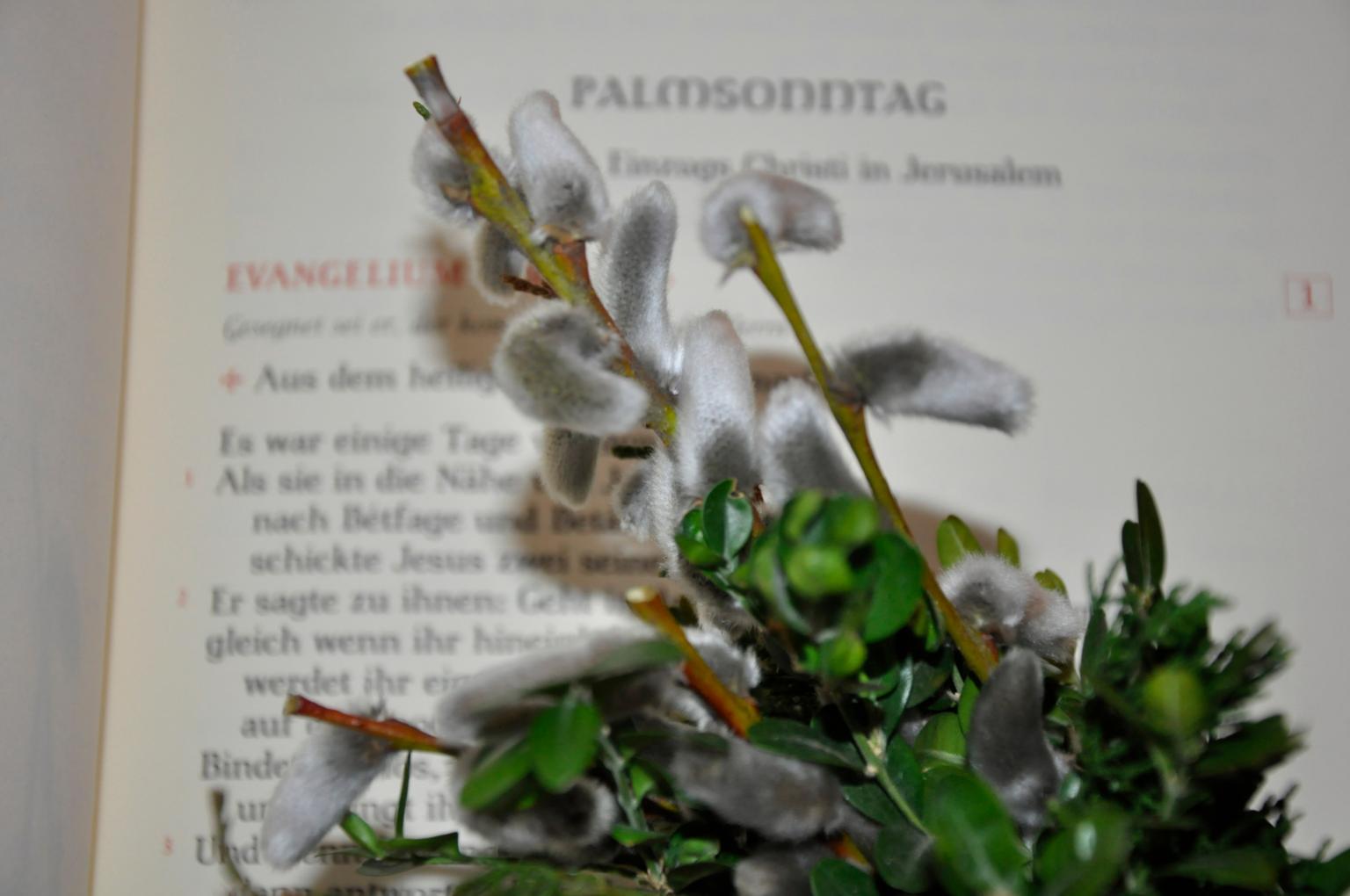 Palmsonntag (c) christine_limmer_pfarrbriefservice