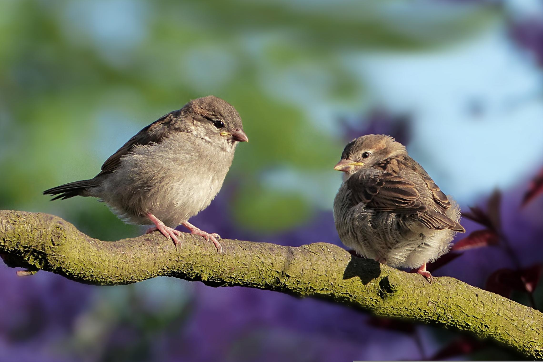 Spatzen (c) Oldiefan bei Pixabay